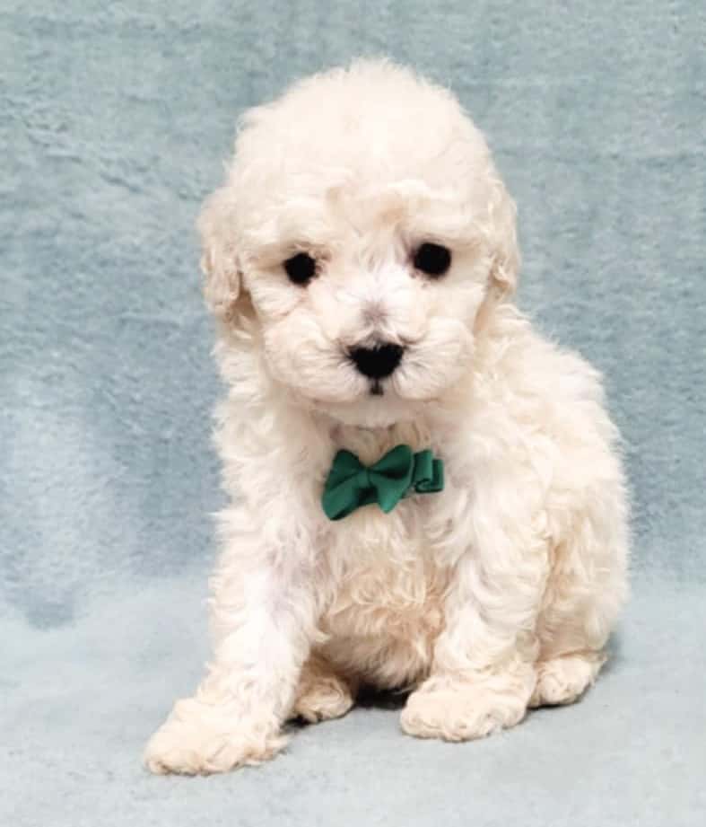 Pup Hero Image