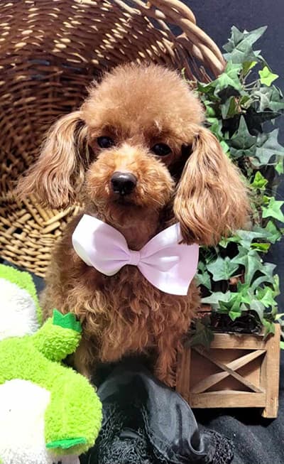 Lowry's Fire on the Mountain